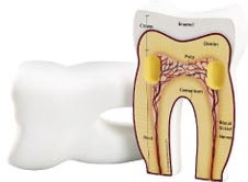secció de diente, mostrando las partes internas